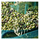 Olive Net - Olive Collection Net