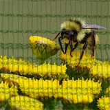 Anti Bee Net